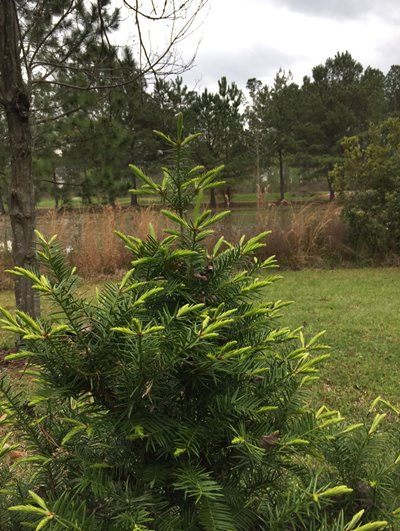 Florida Gopherwood (Torreya taxifolia)